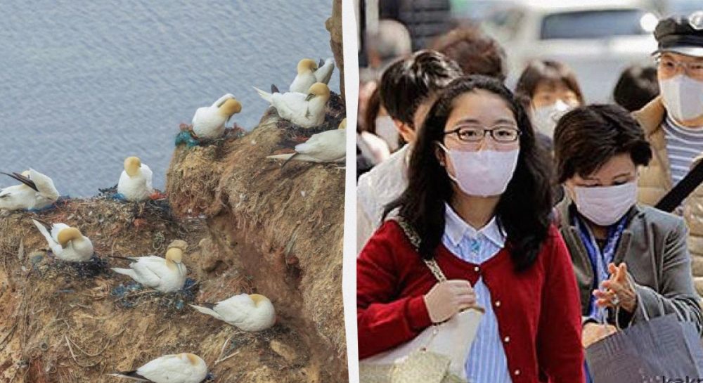 Прямое заражение птичьим гриппом от диких птиц: результаты нового исследования