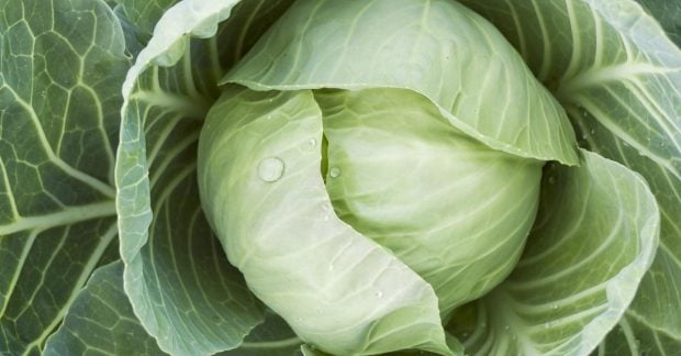 В Украине растет цена на белокочанную капусту: какая стоимость килограмма на сегодня