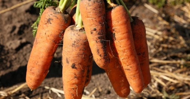 В Украине кардинально выросла цена на морковь: какая сейчас стоимость одного килограмма
