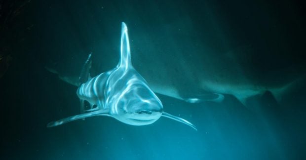 В Египте зарегистрирована атака акулы на отдыхающих: есть погибший