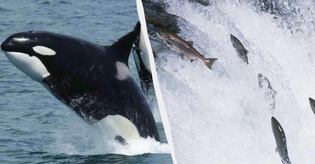 Косатки вновь начали использовать «шляпы» из мертвого лосося, спустя 37 лет после прекращения этой практики.