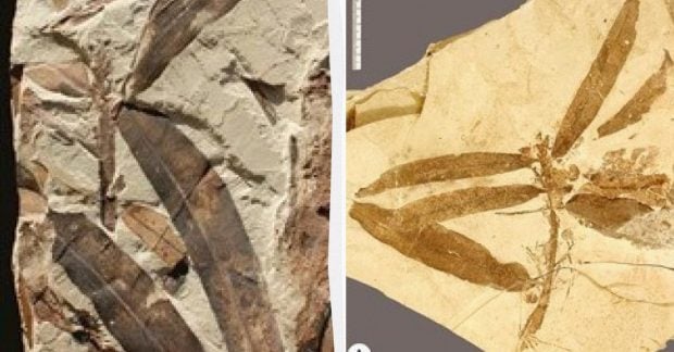 В США найдено необычное «инопланетное растение», не прошедшее классификацию ни по одному известному виду.