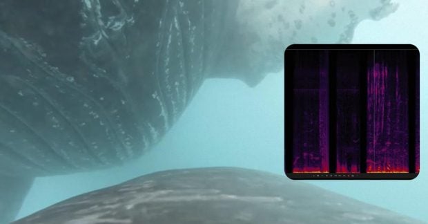 Океанский шум играет ключевую роль: ученые выявили удивительные факты о молодняке китов (видео)