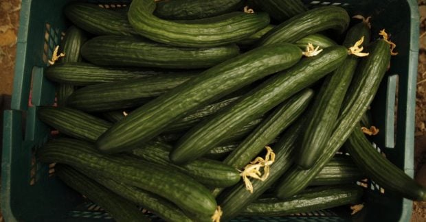 Цены на огурцы в Украине поразили: какова нынешняя стоимость одного килограмма?