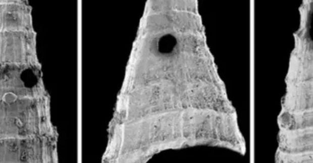 Ископаемые останки стали свидетельством «гонки вооружений» между хищниками и их жертвами, продолжающейся свыше 500 миллионов лет.