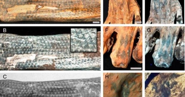 Тайны древних татуировок на мумиях возрастом 1200 лет, раскрытые с помощью лазерного сканирования