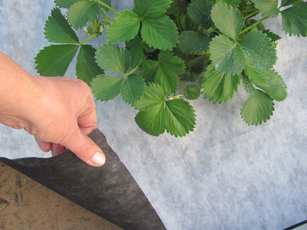 Експеримент: як щільність агроволокна впливає на врожай овочів та фруктів? агроволокно