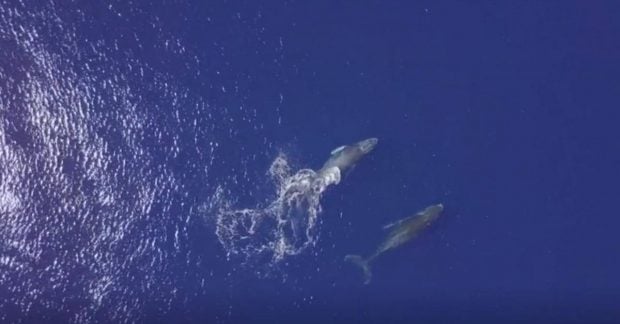 Исследование показало, что мелодия горбатого кита напоминает человеческую речь