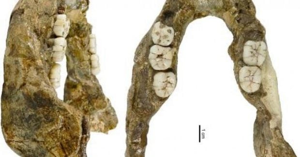 Челюсть возрастом 1,4 миллиона лет принадлежала не известному ранее предку человека.