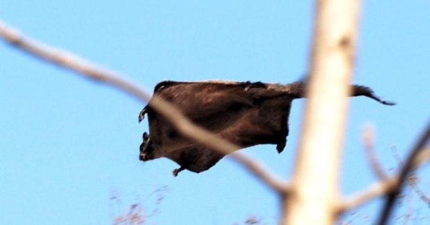 Палеонтологи нашли 5-миллионолетнюю окаменелость огромной белки-летяги в необычном регионе