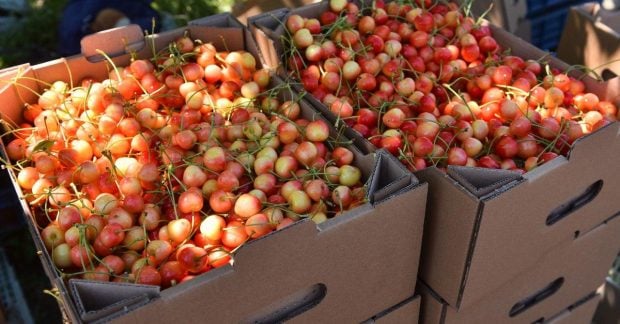 В Украине наблюдается снижение цен на черешню, но оптимизм преждевременен