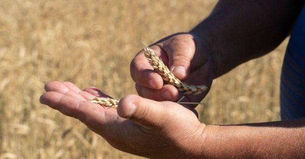 Польша оказалась в трудном положении из-за недостатка украинского зерна