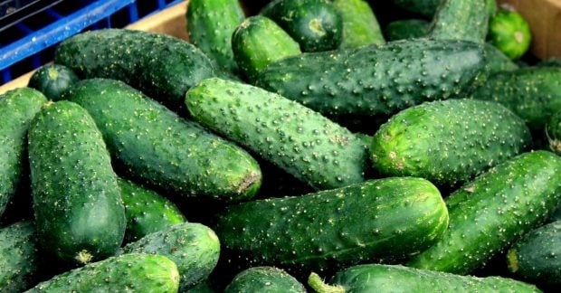 Цены на огурцы в Украине резко увеличились: какова стоимость килограмма?