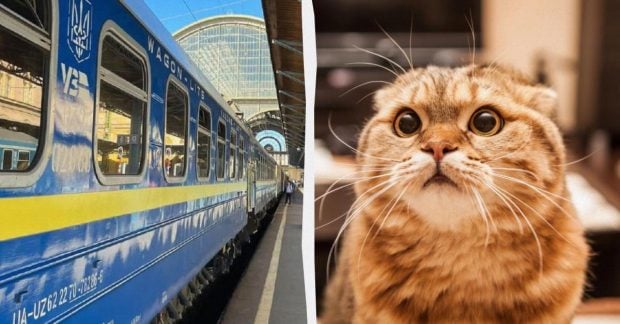 Шлем для кошек и другие необычные находки в поездах «Укрзализныцы»