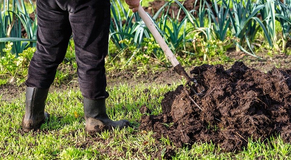 Альтернативы навозу: 7 эффективных удобрений для огорода
