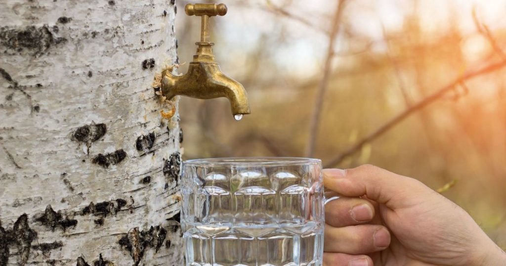 Березовый сок в Украине: когда собирать и как правильно хранить