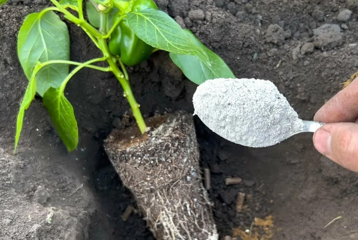 Что добавить в лунку при посадке перца: народные рецепты без химии