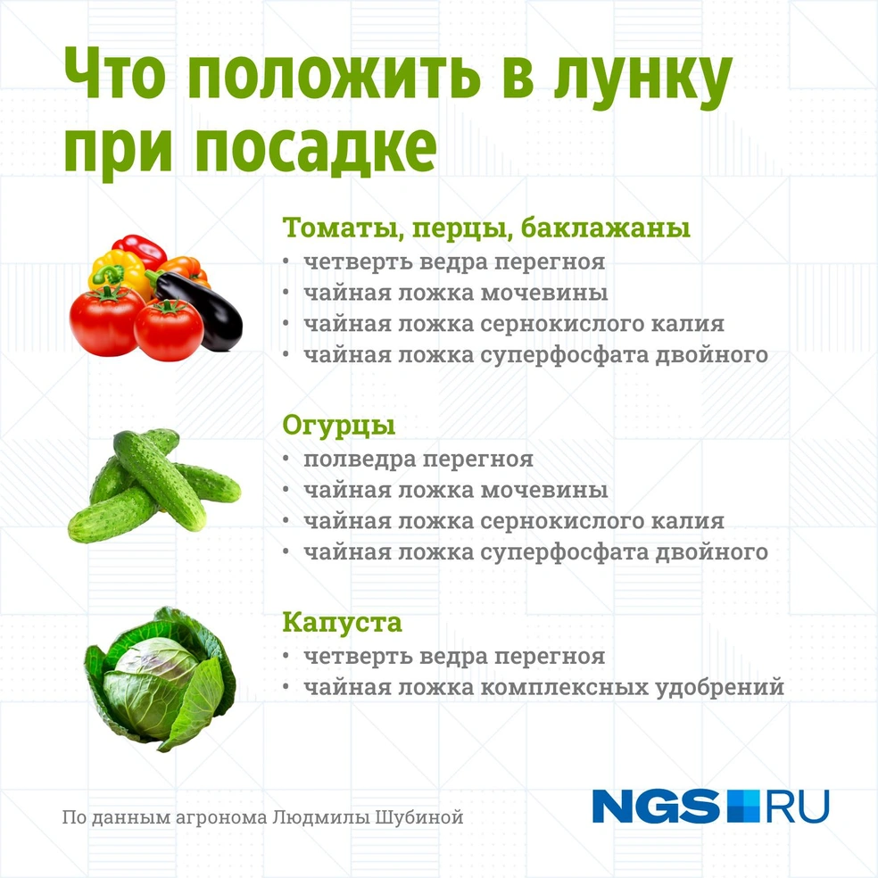 Что добавить в лунку при посадке томатов для богатого урожая