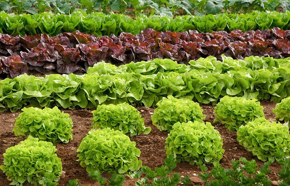 Что можно посадить в огороде до конца мая в Украине