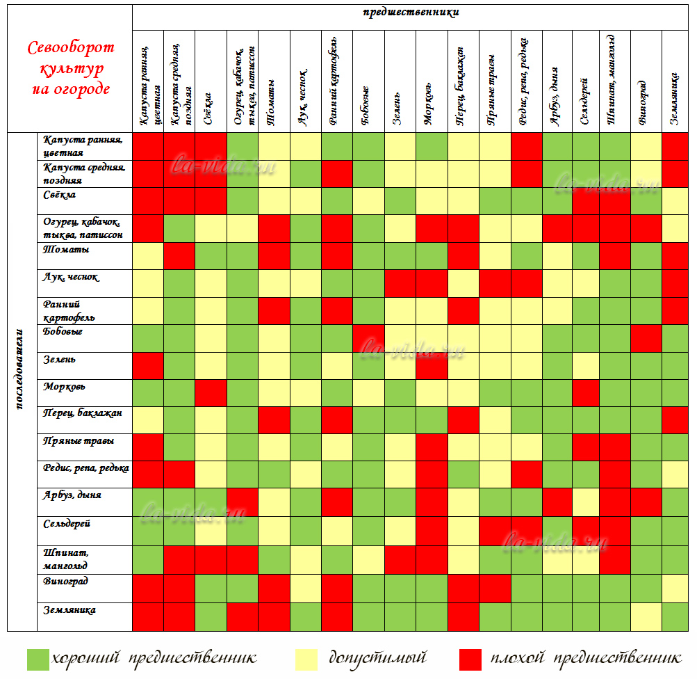 Что посадить после лука: правильный севооборот на огороде