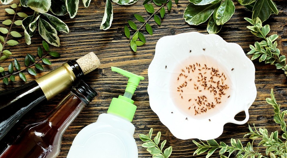 Дешевый продукт избавит от мошек навсегда: 4 быстрых способа