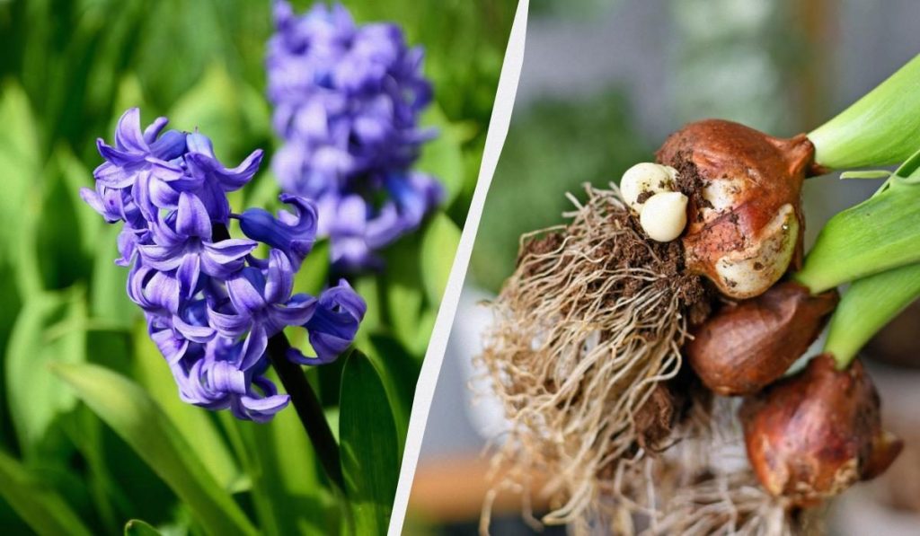 Гиацинт отцвел что делать дальше 5 шагов по уходу за луковицами