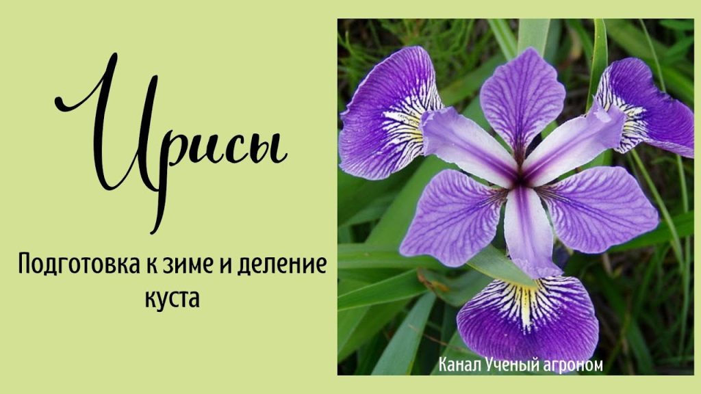 Ирисы отцвели: пошаговый уход и подготовка к зиме