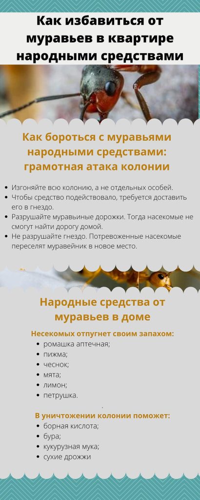 Как навсегда избавиться от муравьев в доме простыми средствами