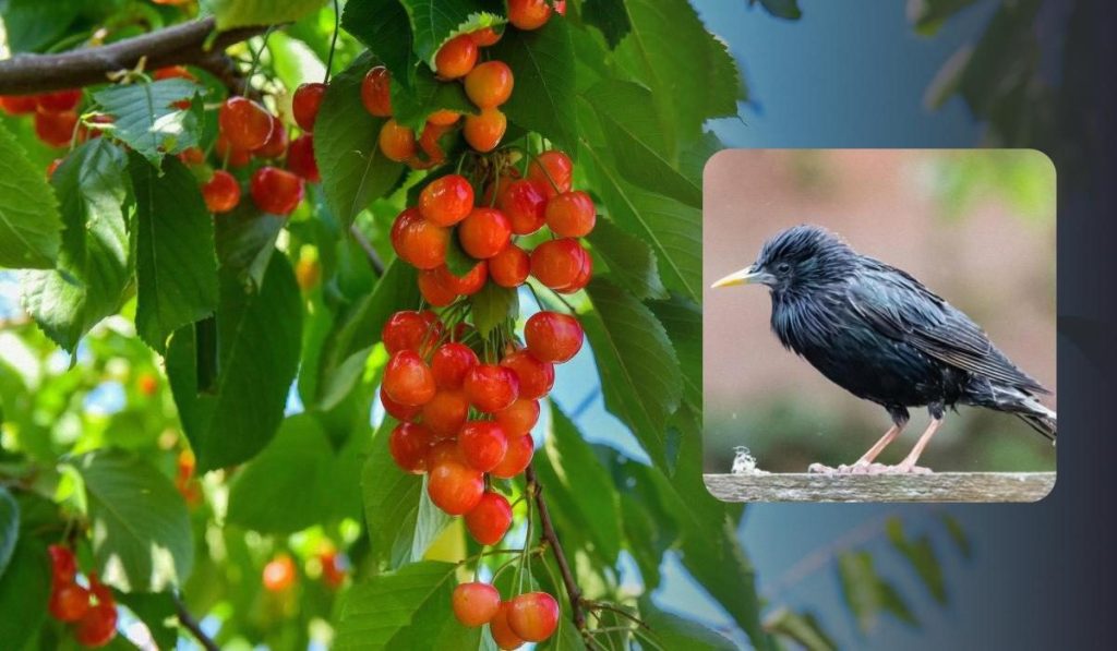 Как отпугнуть скворцов от черешни: проверенные методы защиты