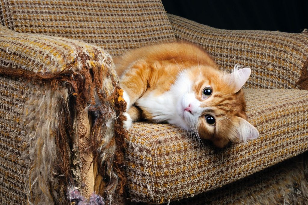 Как отучить кота драть обои и мебель с помощью двустороннего скотча