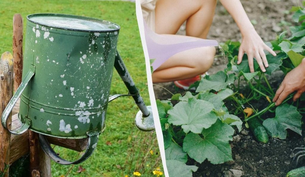 Как поливать огурцы в жару чтобы не потерять урожай