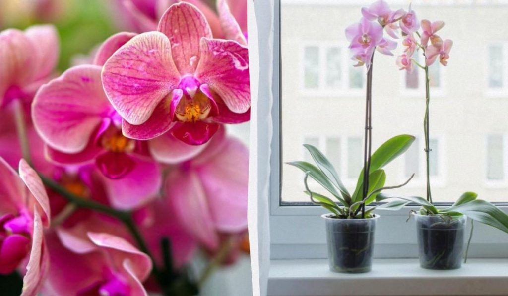 Как поливать орхидею для пышного цветения: домашний рецепт без химии