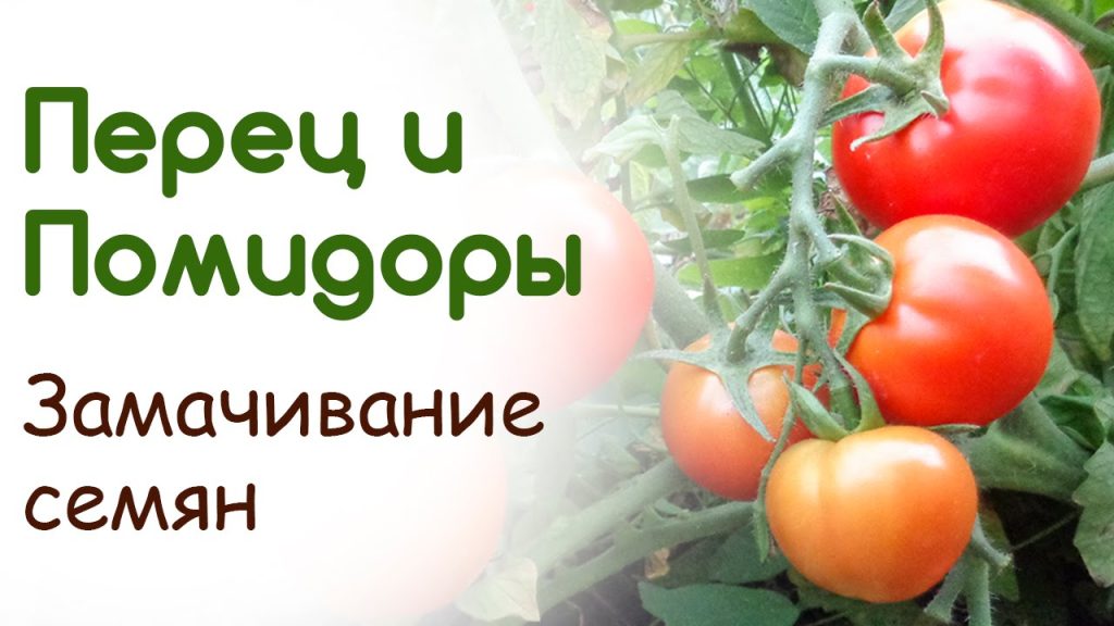 Как замочить семена томатов и перца для лучшей всхожести