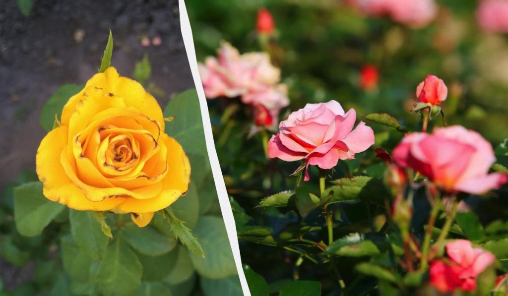 Как защитить розы от трипсов: спасаем цветник от вредителей