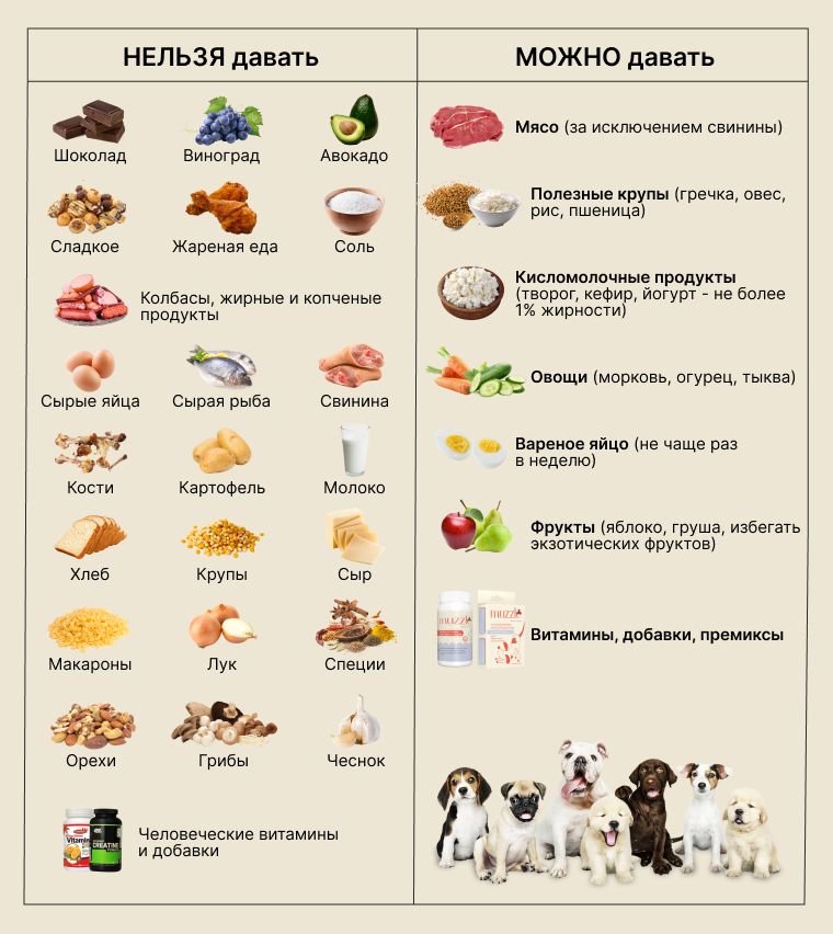 Какие овощи можно давать собаке: полный список безопасных продуктов