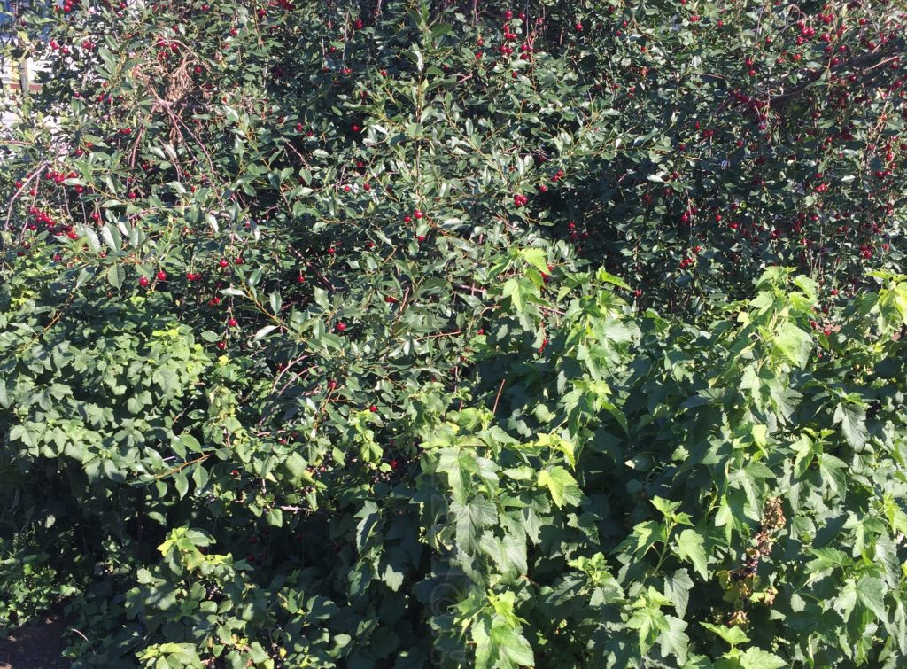 Какие растения посадить рядом со смородиной для тройного урожая