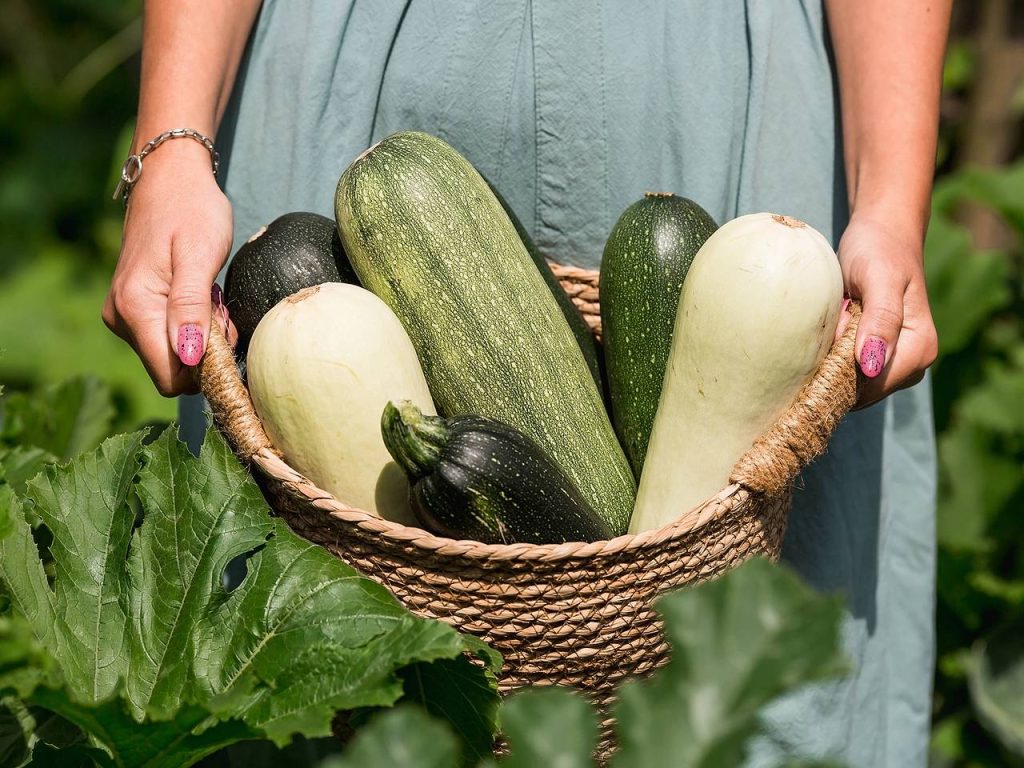 Когда сажать кабачки в открытый грунт в 2025 году в Украине