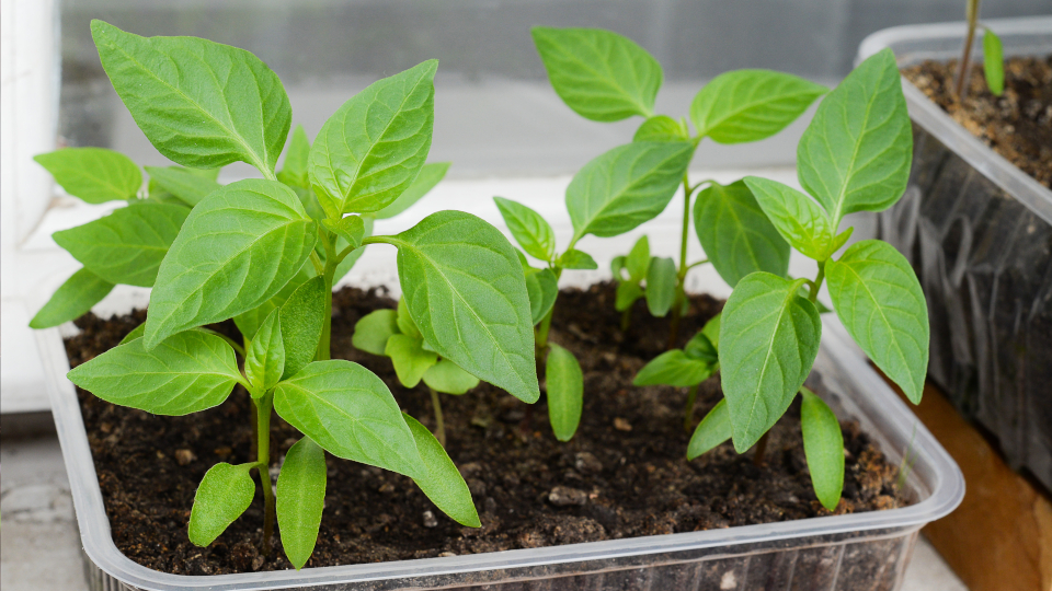 Когда сеять перец на рассаду в 2025 году: готовые саженцы к маю