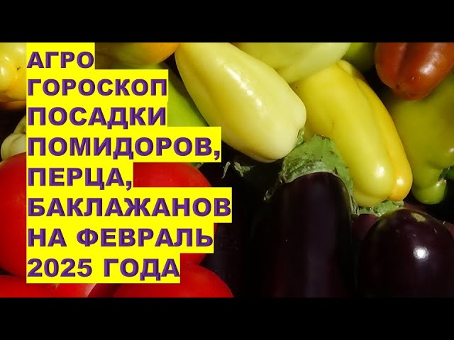 Когда сеять перец на рассаду в феврале 2025: секреты богатого урожая