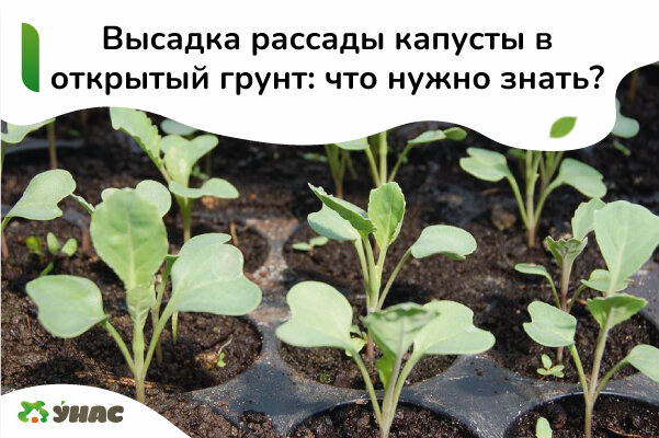 Когда высаживать рассаду капусты в грунт: сроки и правила посадки