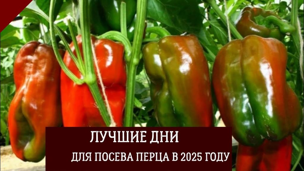 Лучшие дни для посева перца в 2025 году: когда начинать посадку