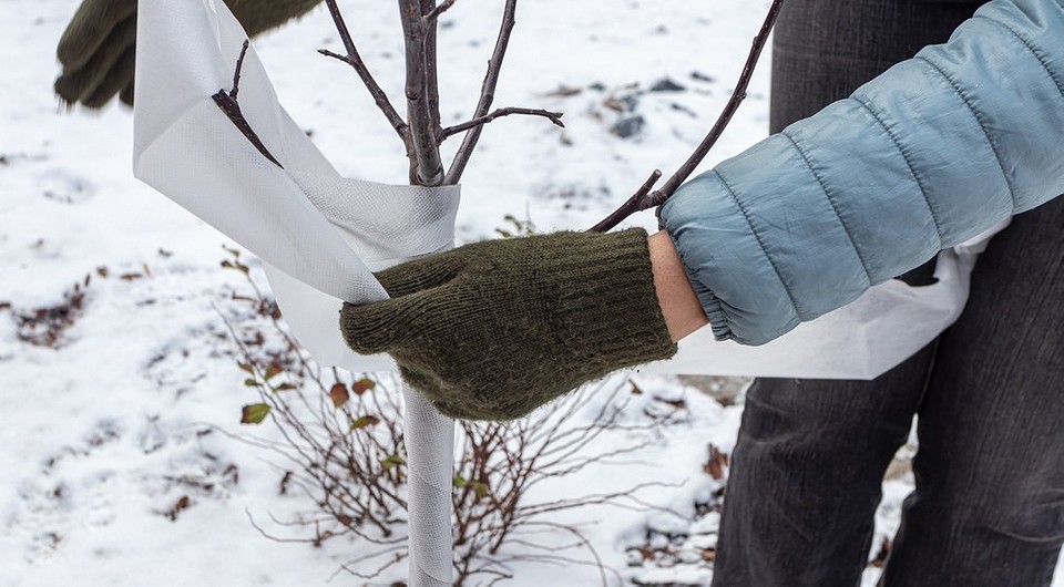 Лучший материал для укрытия яблони зимой от морозов и грызунов