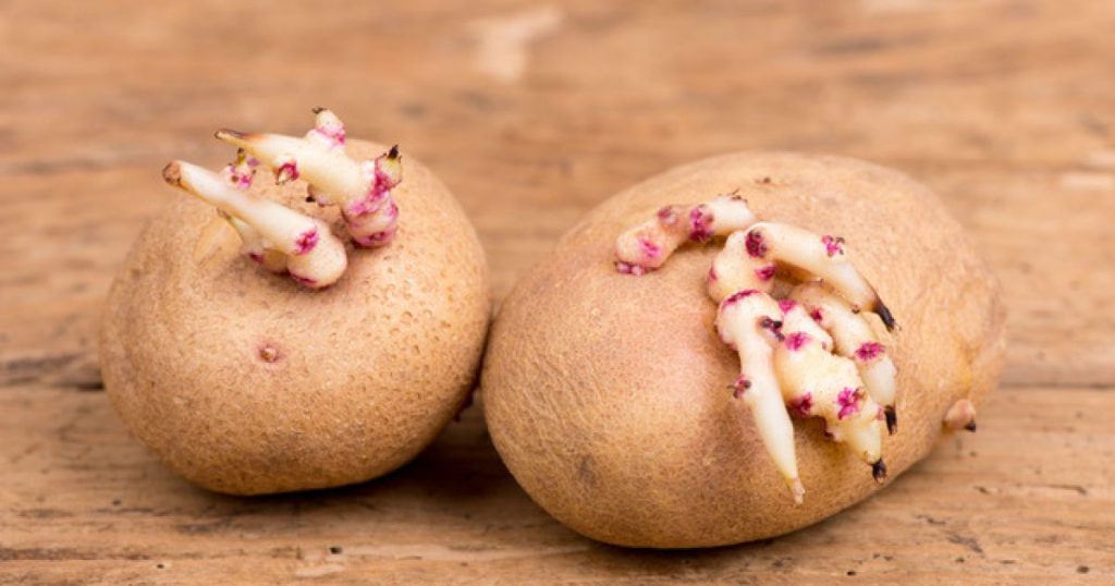 Морщинистая картошка: безопасно ли употреблять в пищу