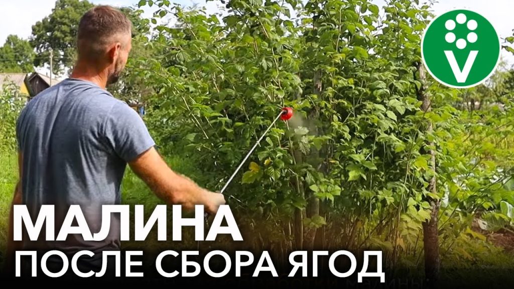 Обрезка малины после сбора урожая: главные ошибки дачников