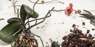 Орхидеи дома: 4 главные ошибки в уходе за капризными цветами