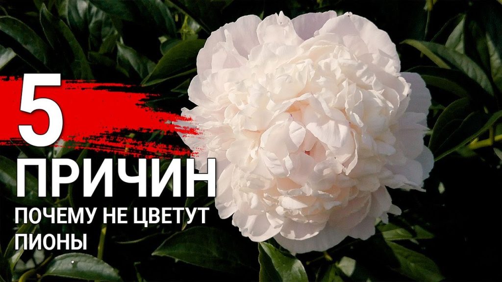 Почему не цветут пионы: 5 главных причин и решения