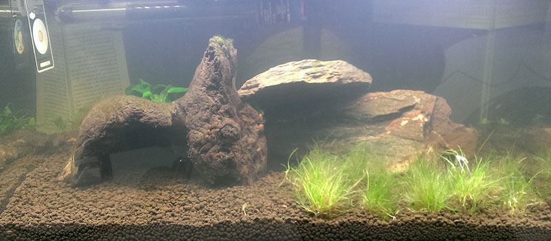 Почему вода в аквариуме мутная и зеленая: решаем проблему