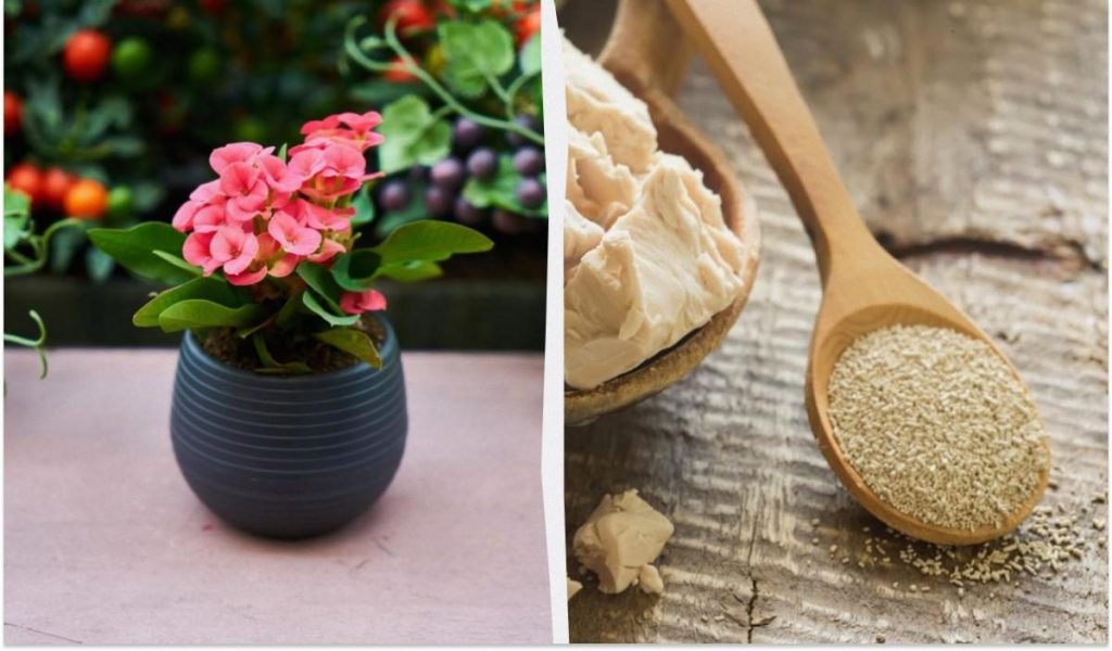 Подкормка комнатных растений сахаром и дрожжами: оживляем цветы