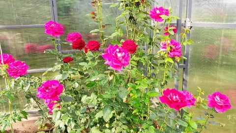 Подкормка роз в июне для пышного цветения и аромата