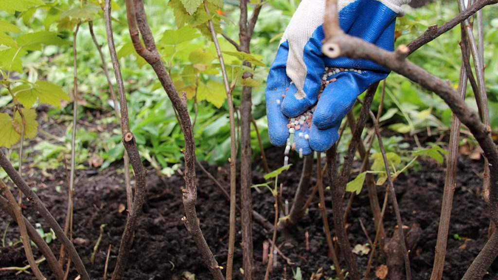 Подкормка смородины во время цветения: секреты богатого урожая